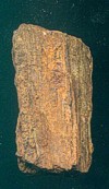 pm3petrifiedwood.jpg