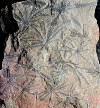 Carboniferous plants, Annularia radiata