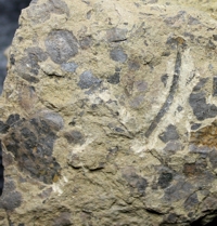Silurian plant