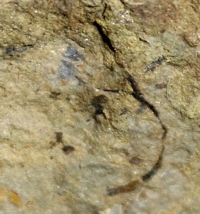 Silurian plant