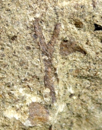 Cooksonia