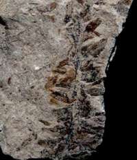 fertile fossil organ