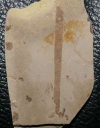 Fossil algae, Phaeophyta