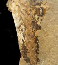 Culmitzschia parvifolia, permian fossil plant