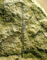 Cooksonia