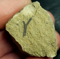 Cooksonia