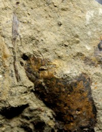 Cooksonia