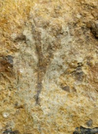 Cooksonia