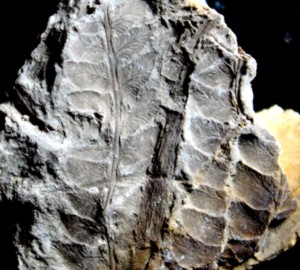 Ginkgo fossil seed