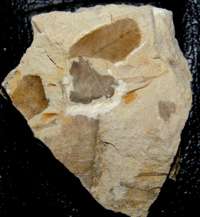 Miocene fossil plant