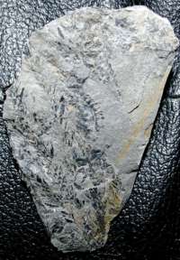  Carboniferous fossil plant