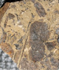 Cooksonia