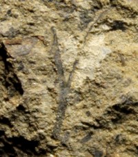 Cooksonia