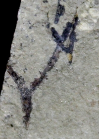 Silurian fossil land plant