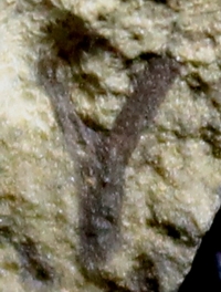 Silurian fossil land plant