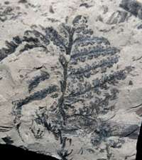 fossil Carboniferous plant 
