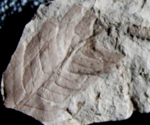 Cladophlebis bartonecii, Jurassic plant