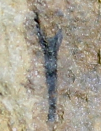 Cooksonia