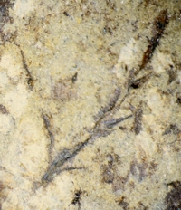 oldest Silurian fossil land plant