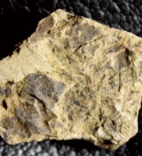 Fossil Lichen