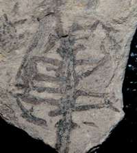 Ixostrobus groenlandicus, Jurassic plants