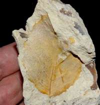  miocene fossil leaf
