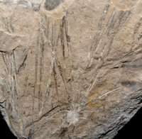 Czekanowskia hartzii, Jurassic plant