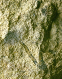 Baragwanathia, Silurian fossil plant 