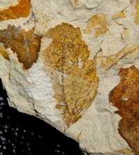 miocene fossil leaf