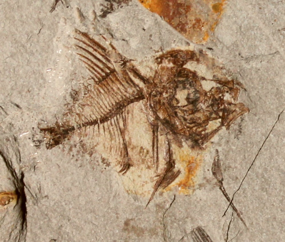 Capros radobojanus 