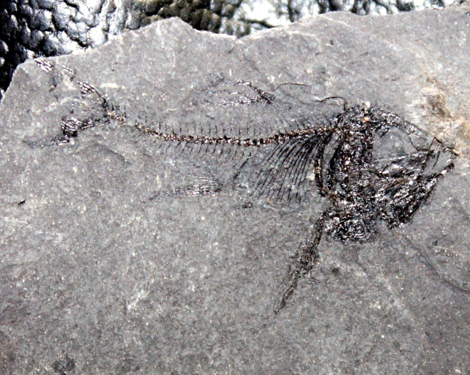 Polyipnus sobnioviensis Jerzmanska 1960
