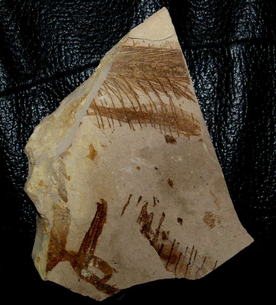 Fossilien Fisch 