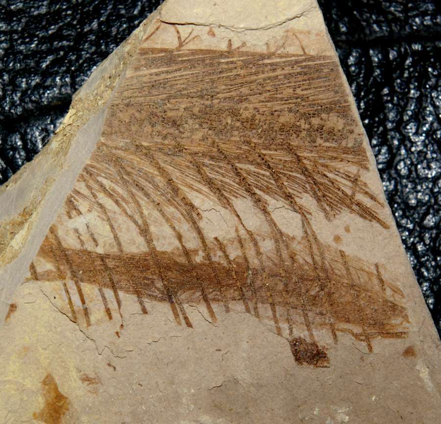 Fossilien Fisch