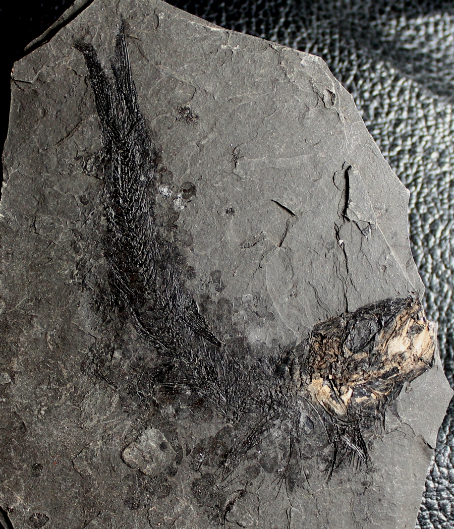 poisson fossile 