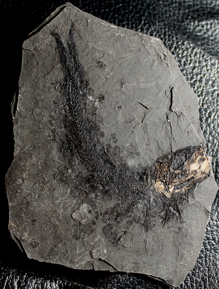 poisson fossile