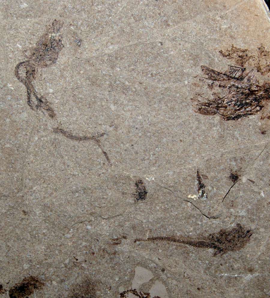 poisson fossile 