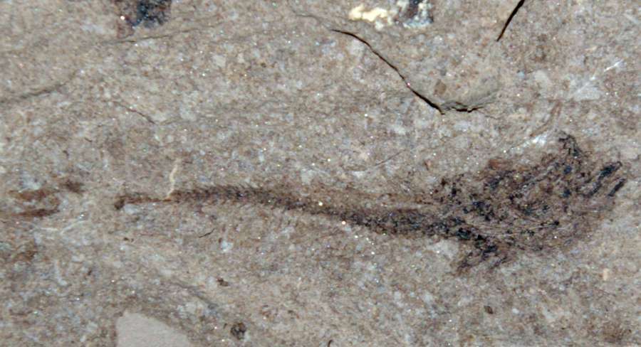 poisson fossile 