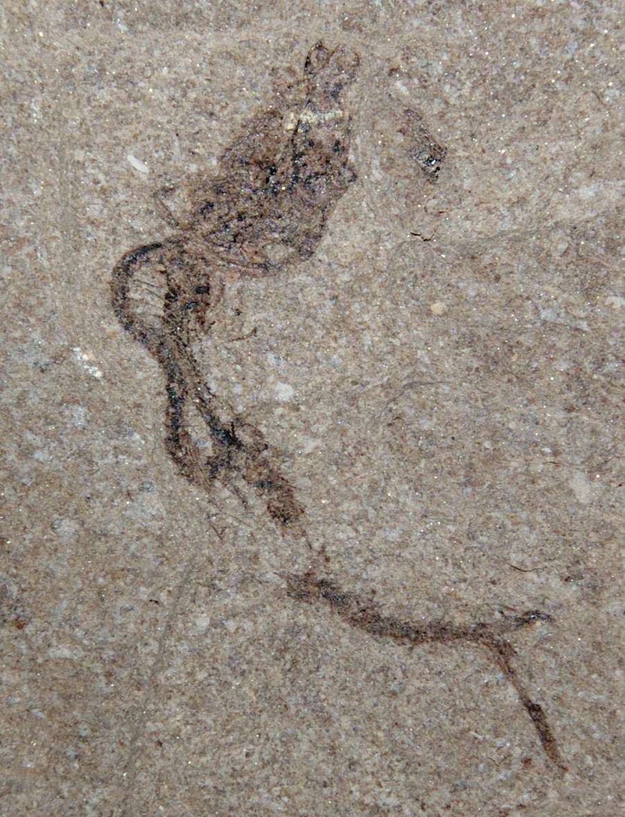 poisson fossile 