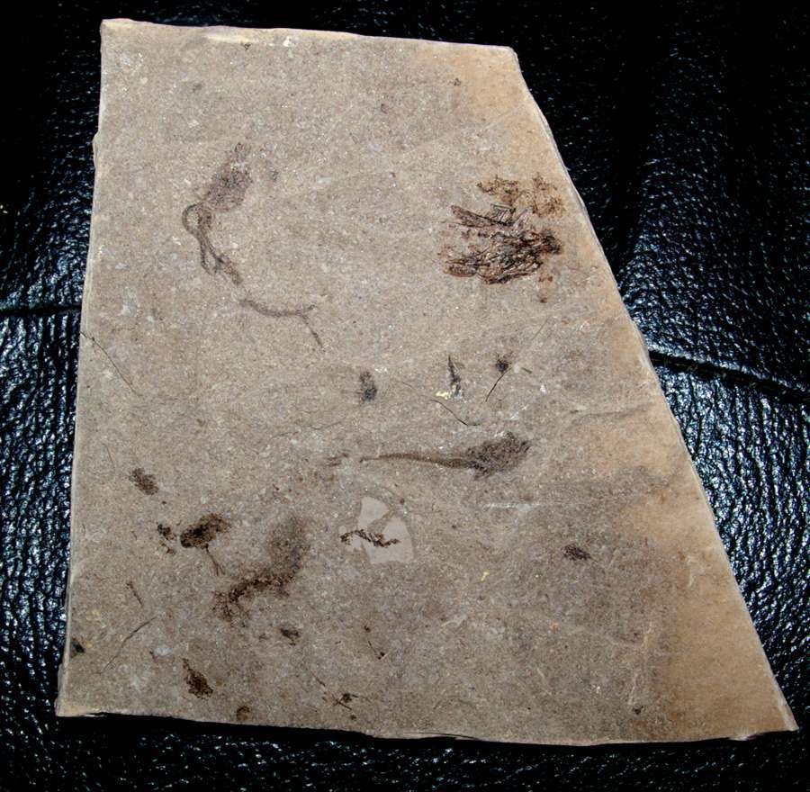 poisson fossile 