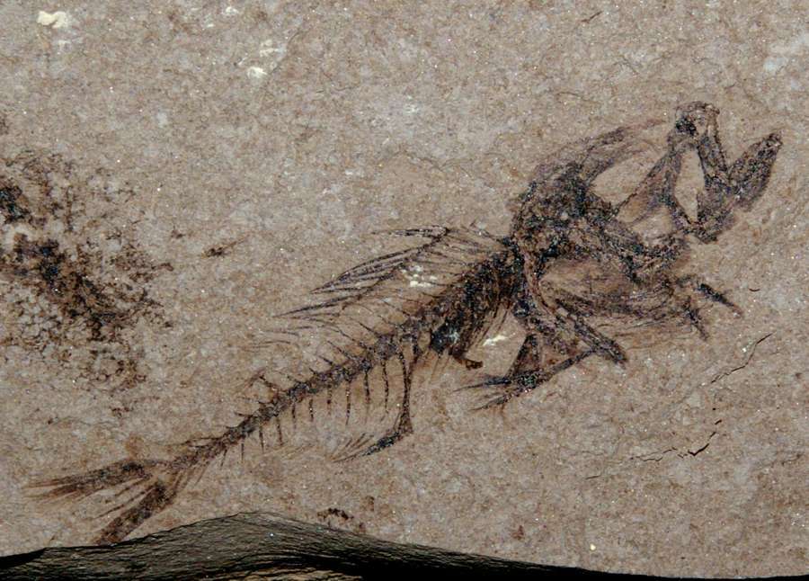 poisson fossile 