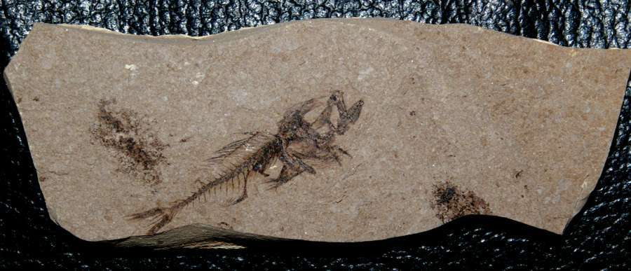 poisson fossile 