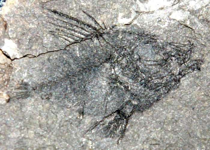 Capros medianus 