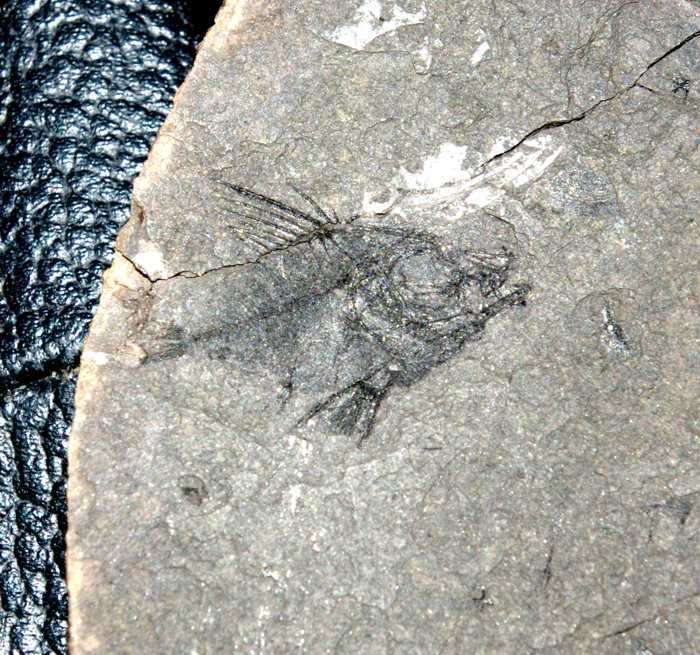 poisson fossile 