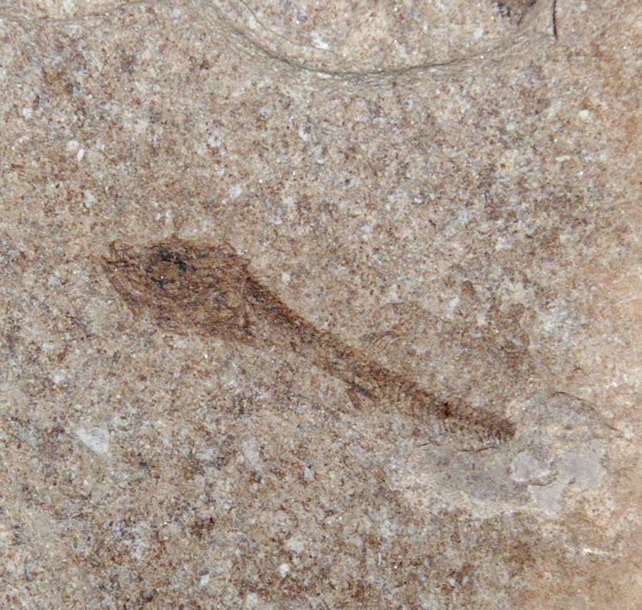 poisson fossile 
