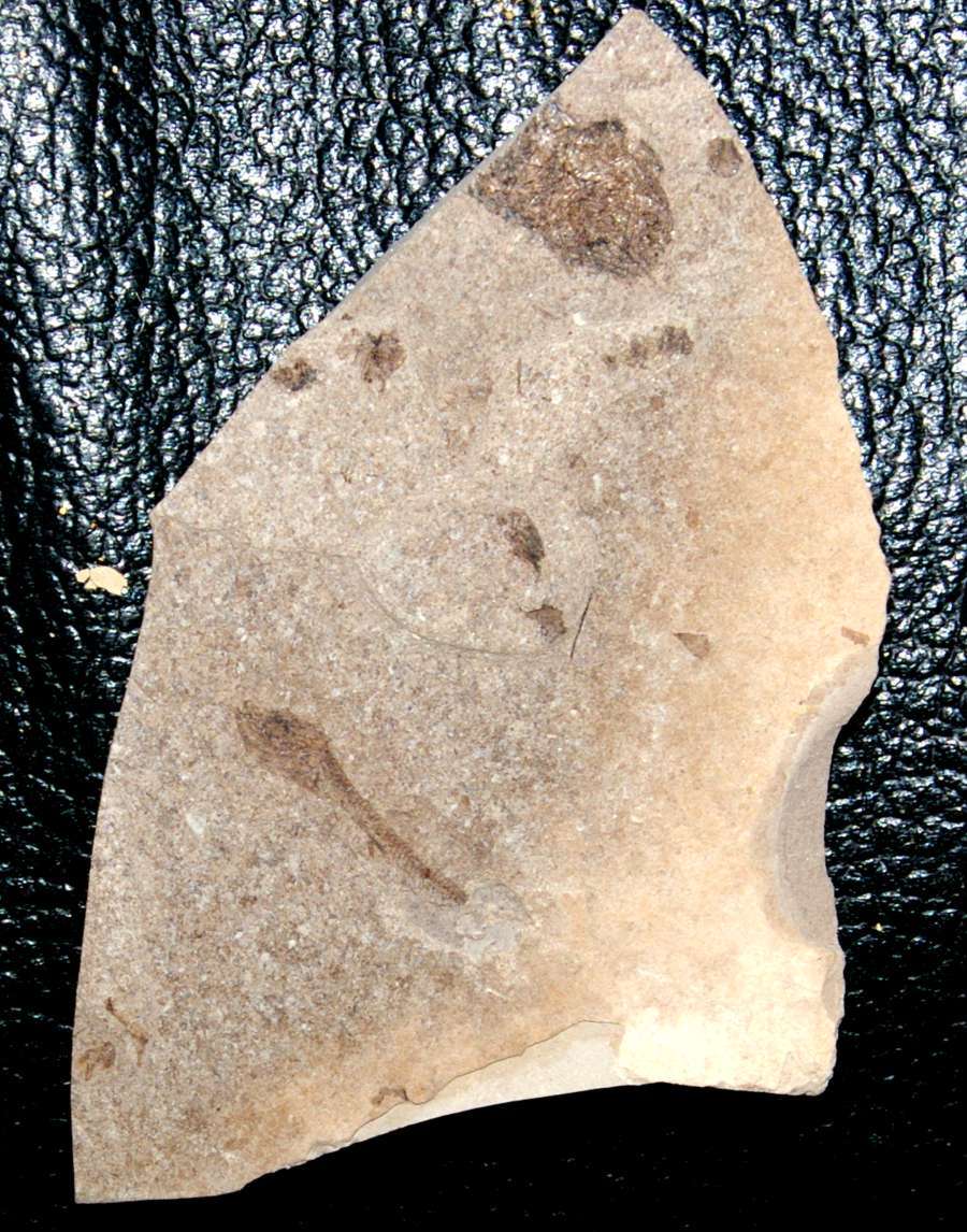 poisson fossile 