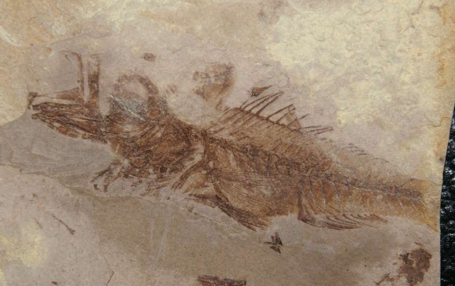 Serranus sp. 