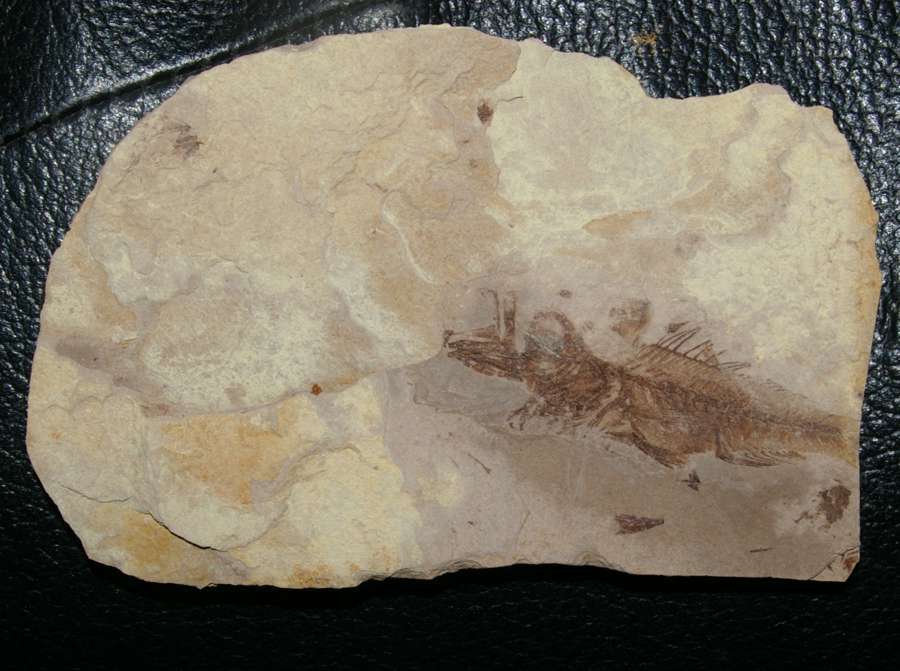 poisson fossile 