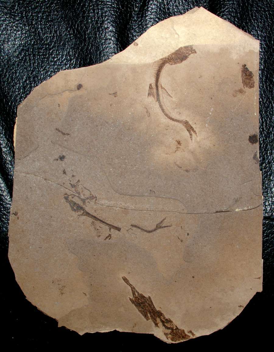  poisson fossile