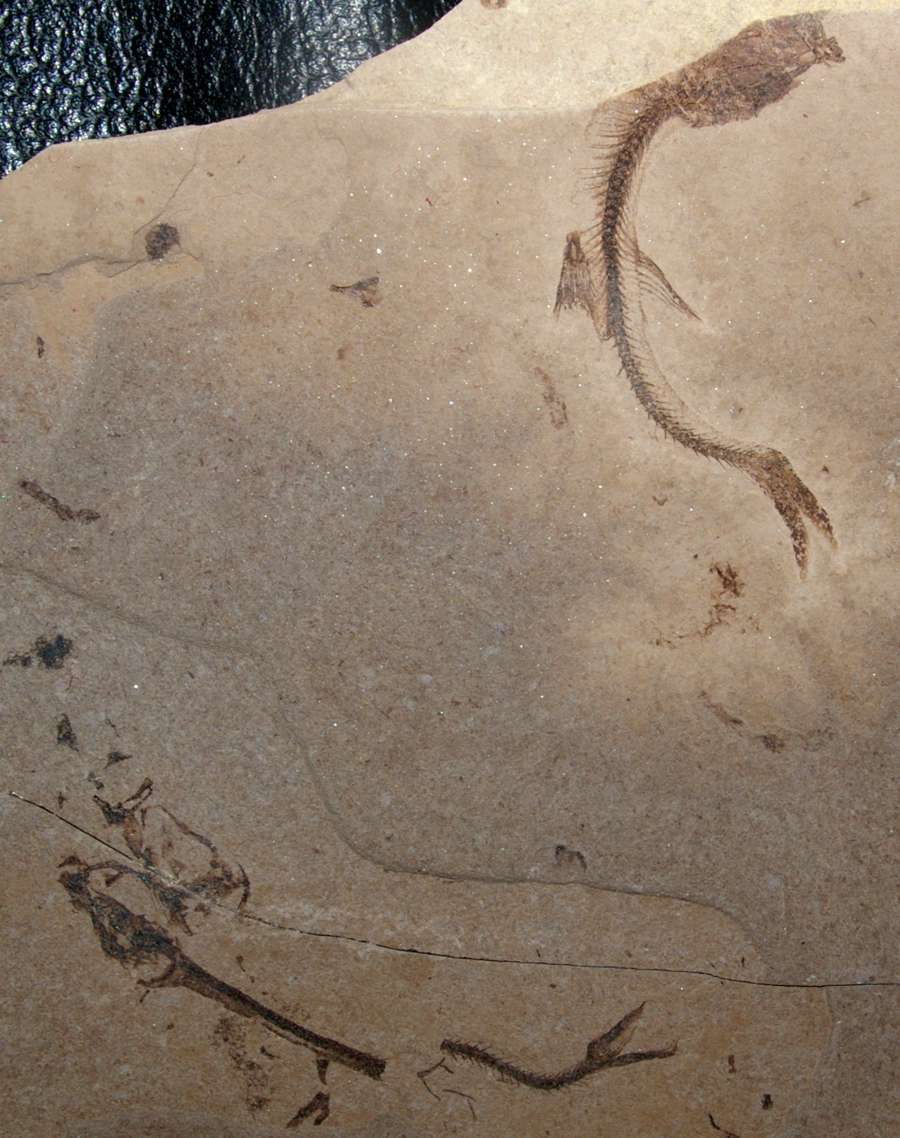  poisson fossile
