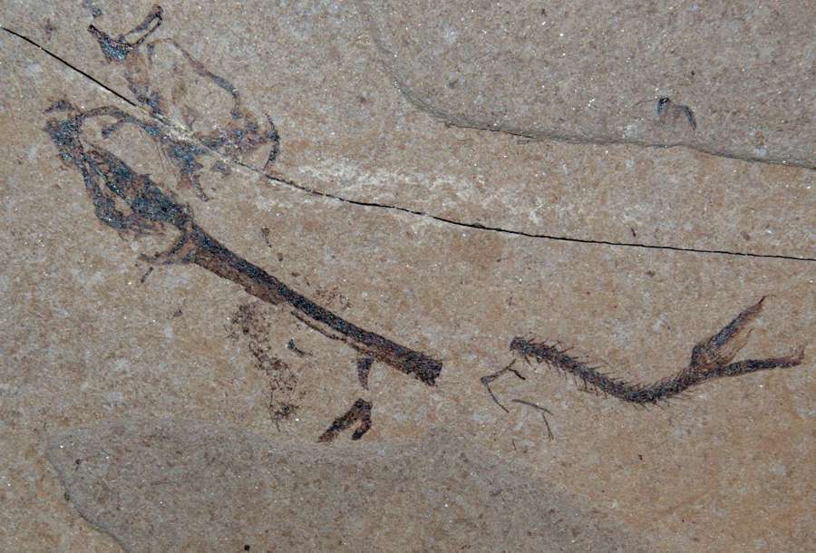  poisson fossile